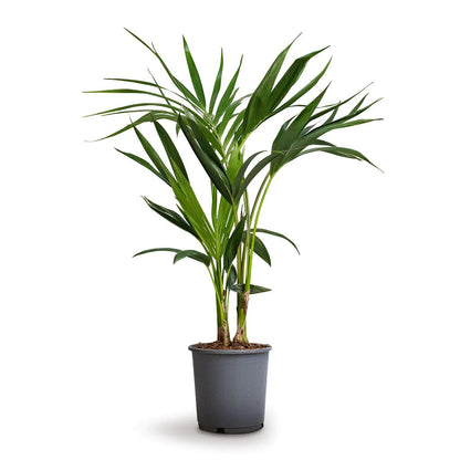 Kentia Palm, Thatch Palm, Howea forsteriana Plant