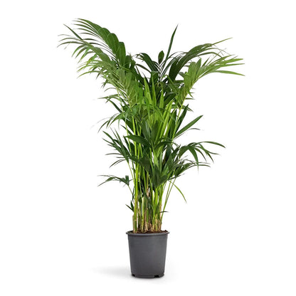 Kentia Palm, Thatch Palm, Howea forsteriana Plant