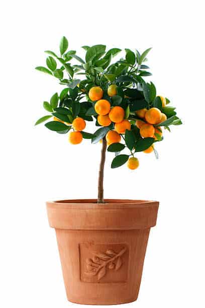 Mandarin orange Plant