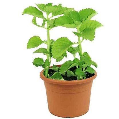 Oregano Cuban, Mexican mint