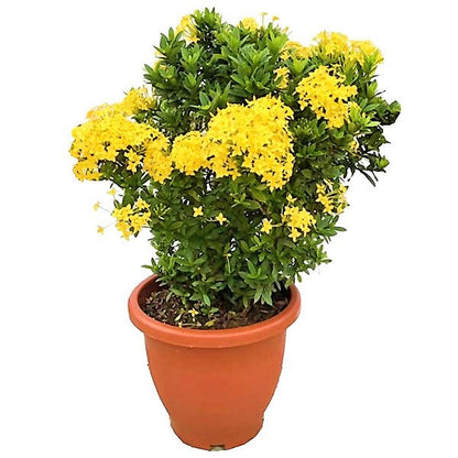 Ixora Different colours