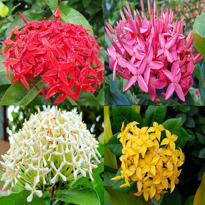 Ixora Coccinea 0.25-0.3m