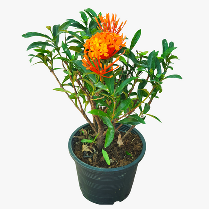 Ixora Coccinea 0.25-0.3m