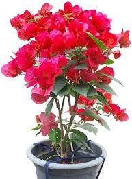 Bougainvillea All colour
