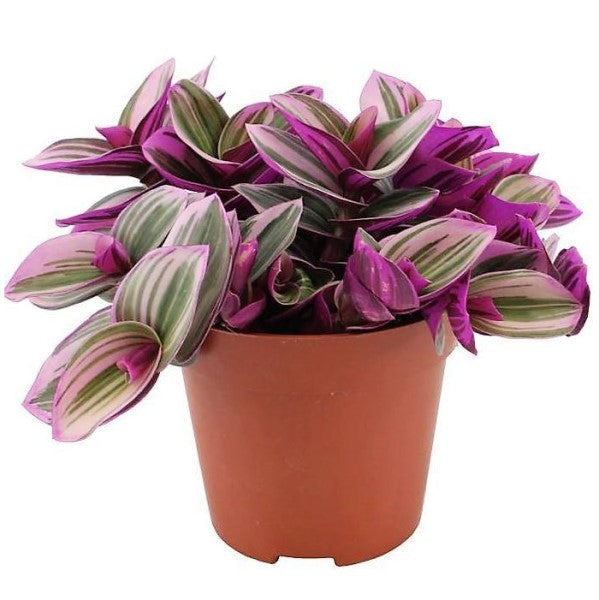 Fantasy Venice, Tradescantia Nanouk Plant