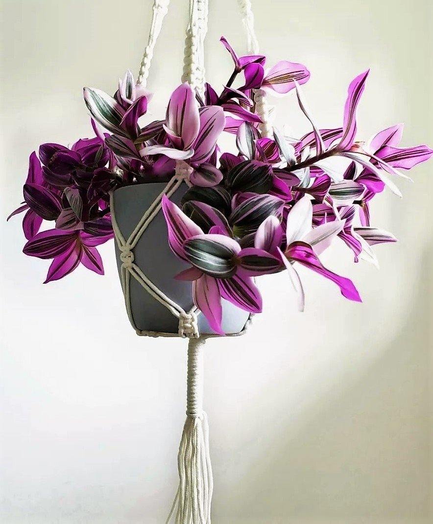 Fantasy Venice, Tradescantia Nanouk Plant
