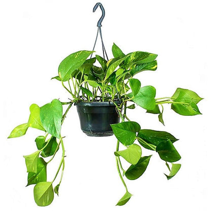 Money Plant “Epipremnum aureum”Hanging