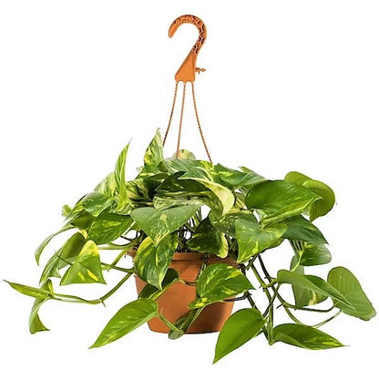 Money Plant “Epipremnum aureum”Hanging