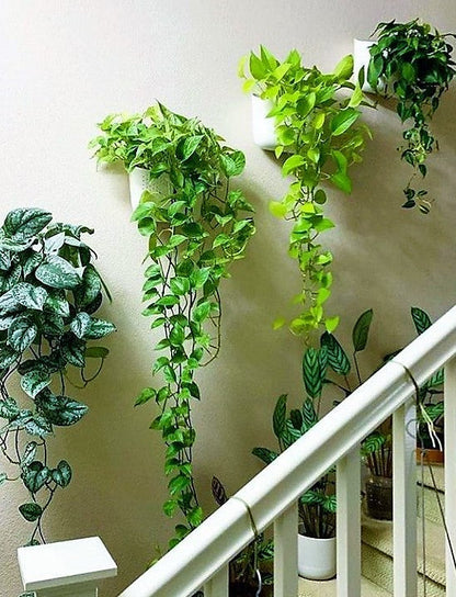 Money Plant “Epipremnum aureum”Hanging