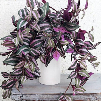 Tradescantia zebrina or Wandering Jew “Hanging”