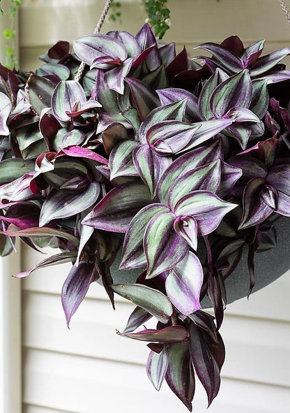 Tradescantia zebrina or Wandering Jew “Hanging”