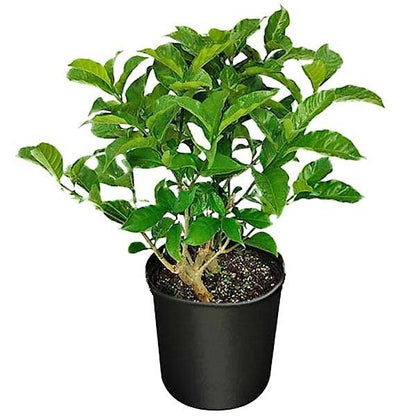 Tabernaemontana divaricata, crape jasmine