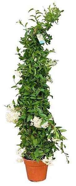 Jasminum Grandiflora, Grandiflorum, Jasmine Climber