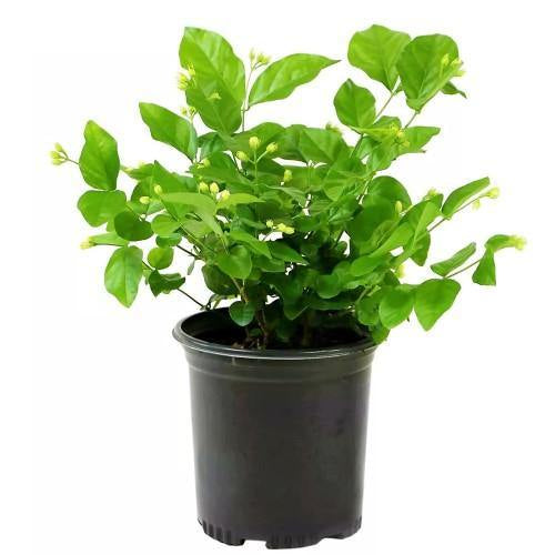 Jasminum sambac, The Arabian Jasmine, Mogra, Motia