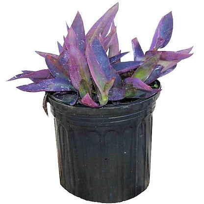 Setcreasea Purpurea, Purple Heart (small)