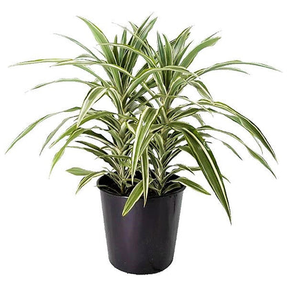 Dracaena Deremensis, Warneckii small Plant