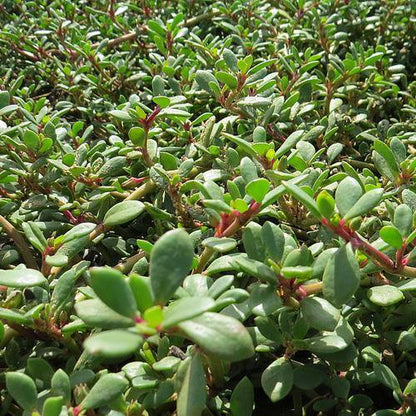 Sesuvium Portulacastrum, Shoreline Seapurslane (small)