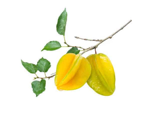 Star Fruit Plant