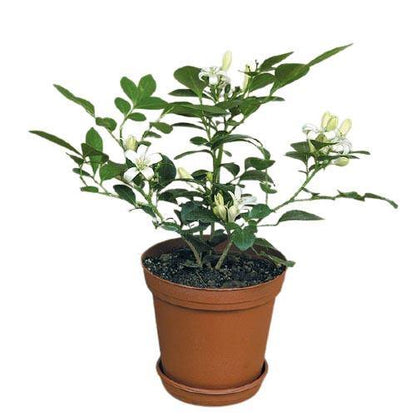 Murraya paniculata, Orange, Thai Jasmine