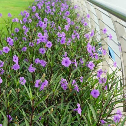 Ruellia Ciliosa, Wild Petunia (small)