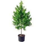 Damas tree, Conocarpus erectus – My Green Resort