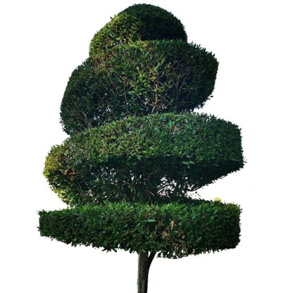 Damas tree, Conocarpus erectus