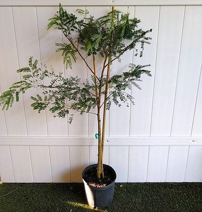 Tamarind Tree, Tamarindus Indica