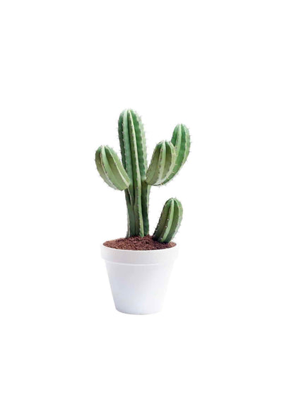 Mini Cactus with white ceramic pot and pabbel 15cm/20cm