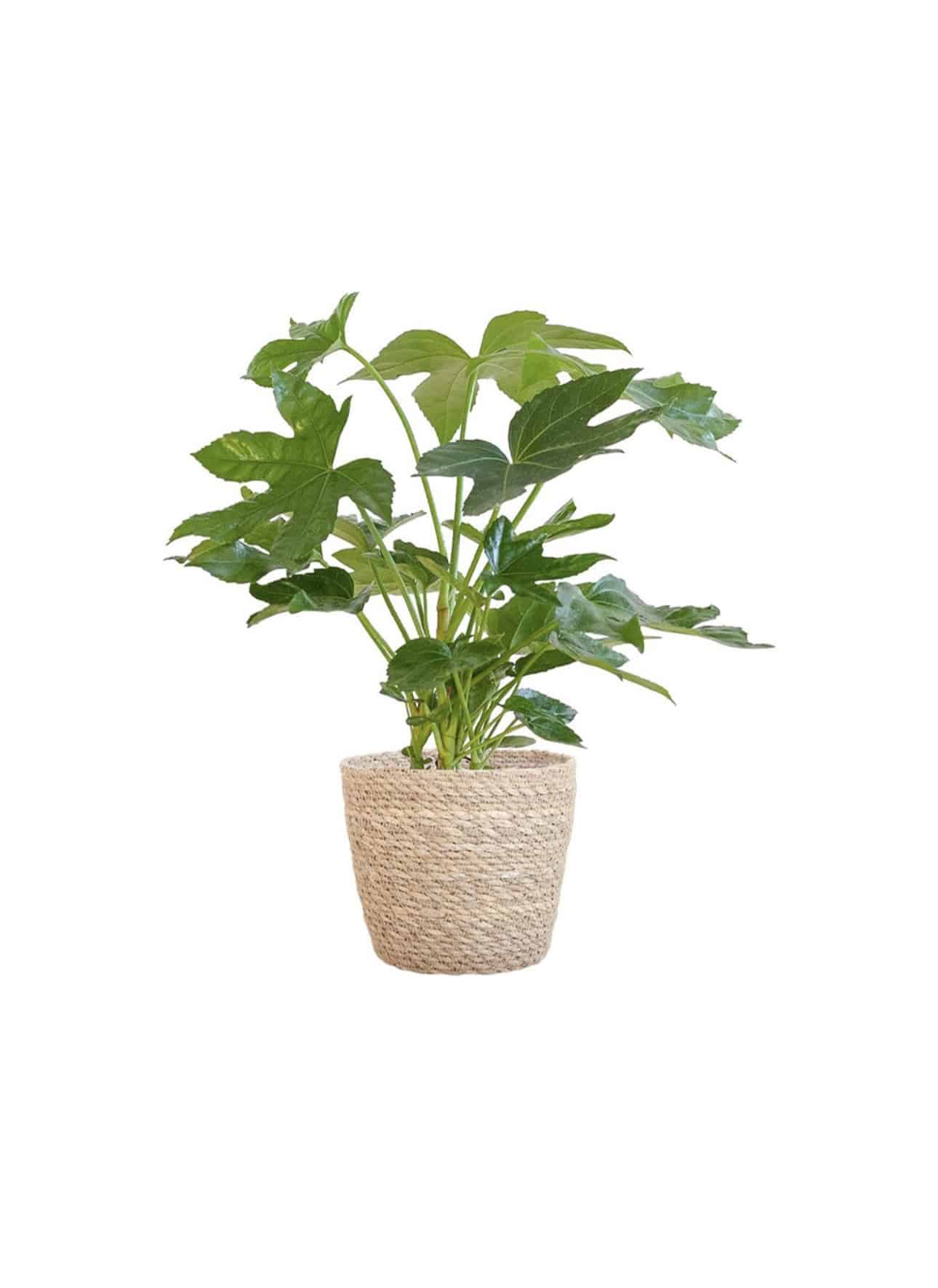 Fatsia Japonica Variegata
