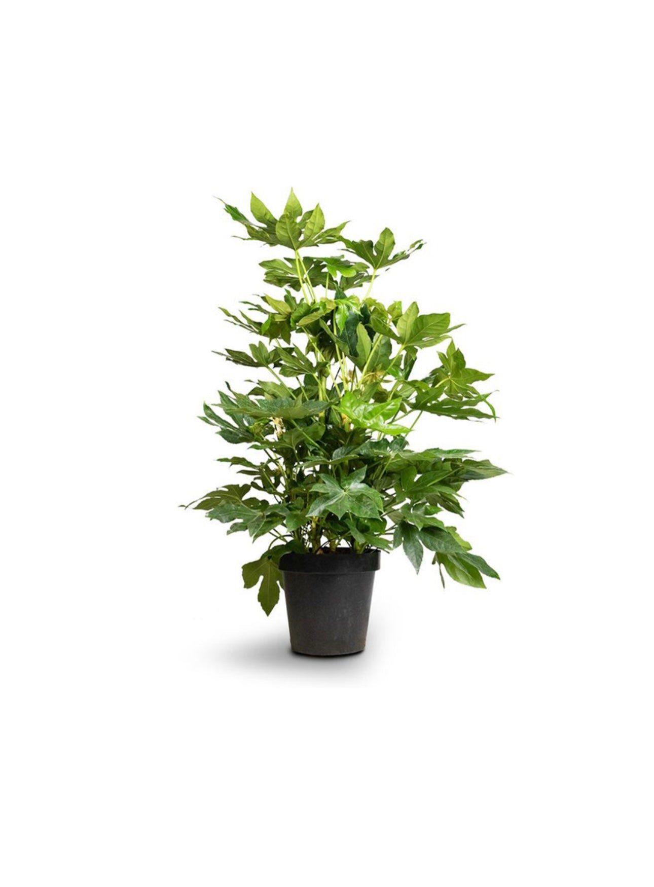 Fatsia Japonica Variegata