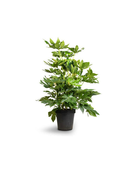 Fatsia Japonica Variegata