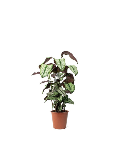 Calathea White Star