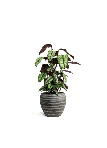 Calathea White Star