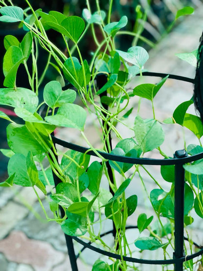 Potato Vine | Ipomoea batatas
