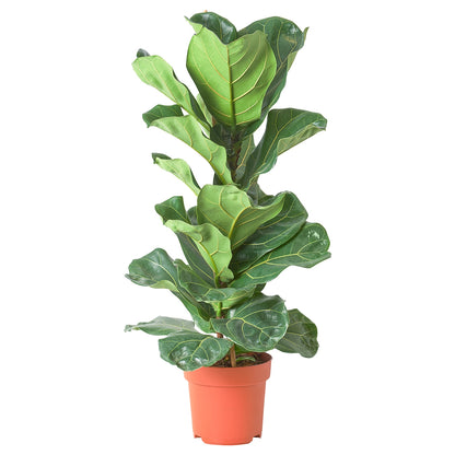 Ficus Lyrata, Fiddle Leaf Fig