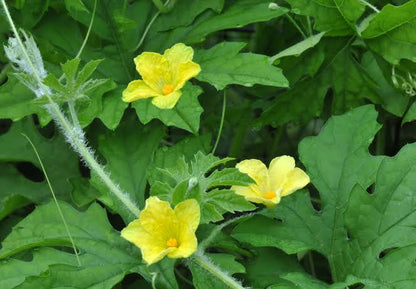 Bitter Gourd Plant | Bitter melon | Momordica charantia | Vegetable