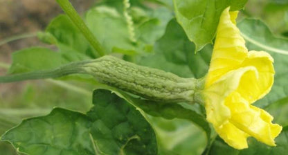 Bitter Gourd Plant | Bitter melon | Momordica charantia | Vegetable