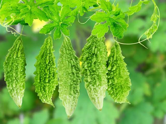 Bitter Gourd Plant | Bitter melon | Momordica charantia | Vegetable