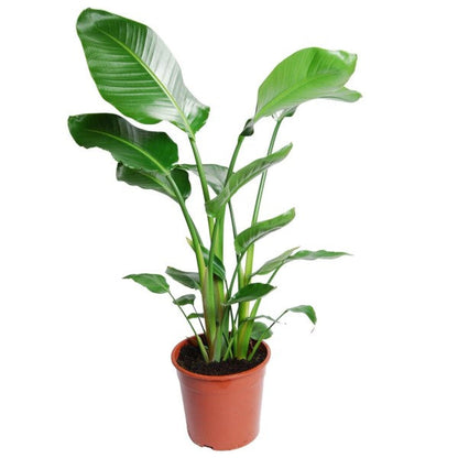Bird of Paradise Plant, Strelitzia Nicolai