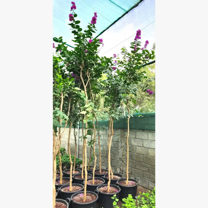 lagerstroemia indica