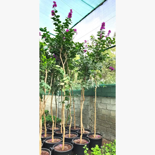 lagerstroemia indica