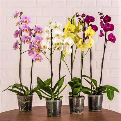 Moth Orchids Plant - Phalaenopsis orchids