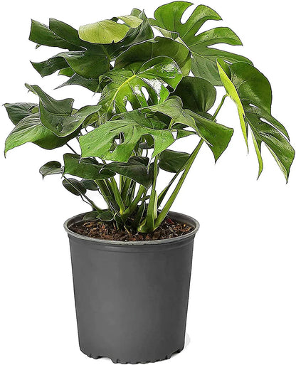 Monstera Adansonii, Swiss Cheese Plant