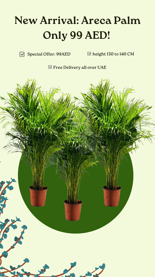 Areca Palms ( 100cm–120cm)