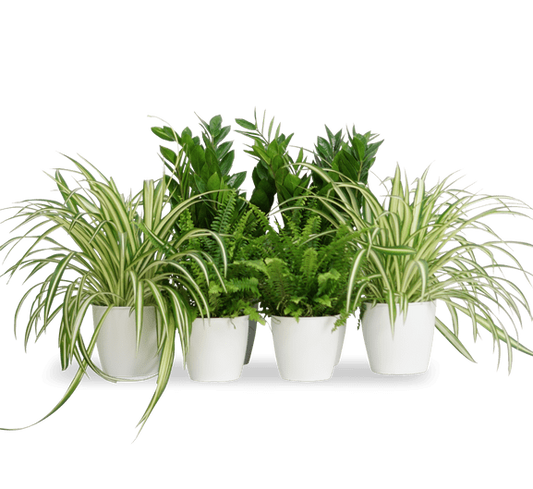 Office Table Plant Set 30-40cm