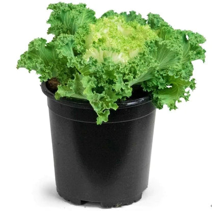 Ornamental Kale, Brassica Oleracea