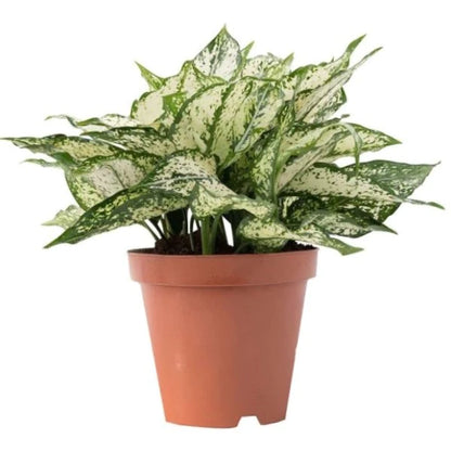 Aglaonema Spring Snow Plant