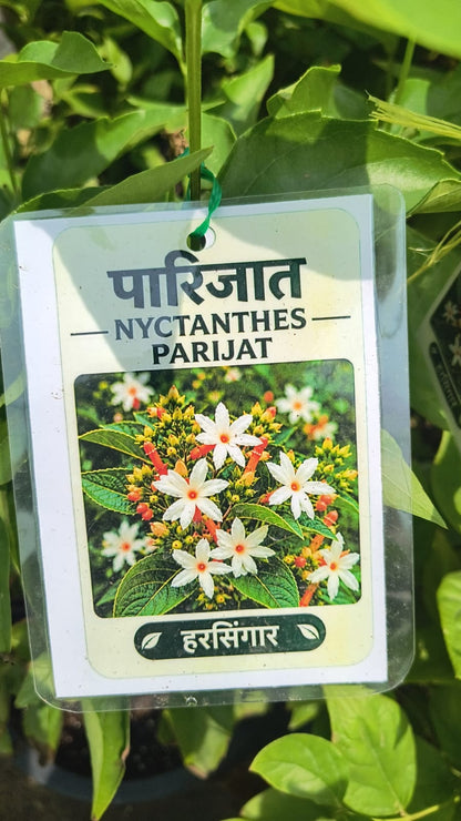 Parijat, Harsingar, Night-Flowering Jasmine (50 70 cm)