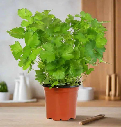 Parsley Plant