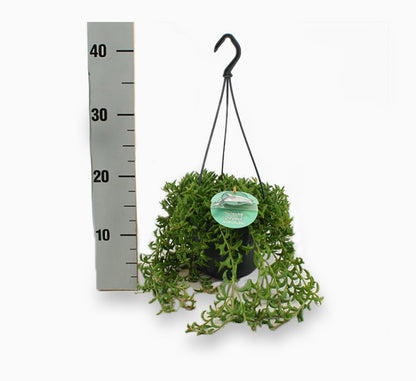 Senecio peregrinus or String of Dolphins